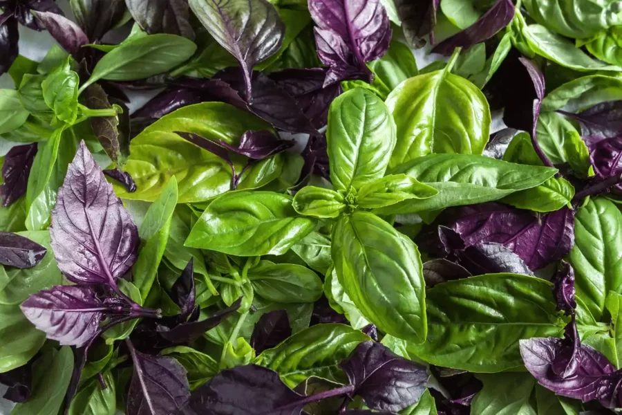 mor ve yeşil taze reyhan yaprakları